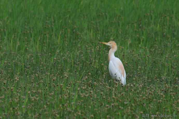 野鸭湖拍的阿穆尔隼