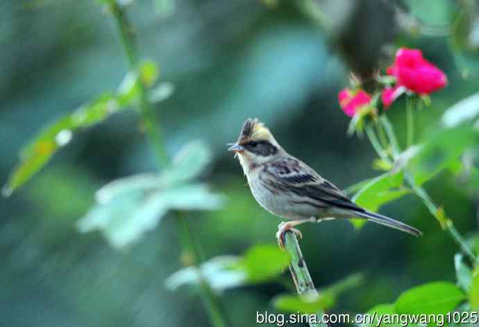 雌性黄喉鹀(4) 雌性黄喉鹀(4)