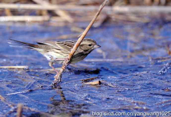 雌性灰头鹀（5）