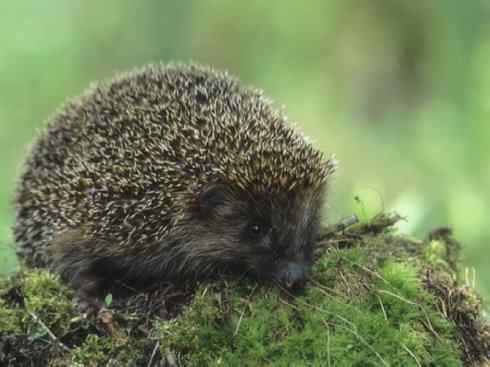 动物世界：山寨还是原创之三