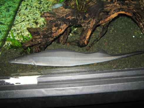 鱼类活化石：裸臀鱼