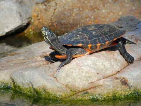 玄武：传说的兽原型探秘（水龟）