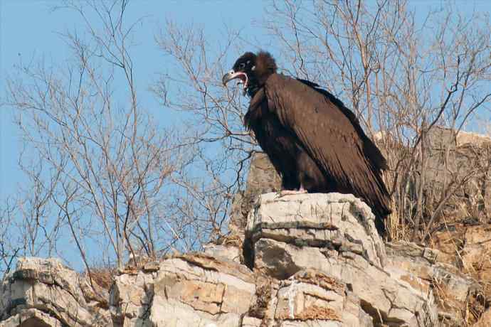 新拍座山雕☆☆ 新拍座山雕☆☆
