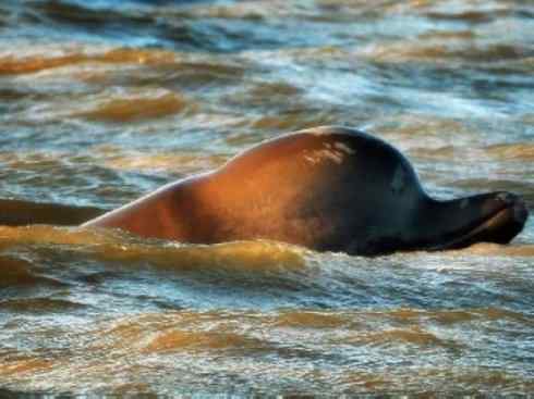 自然奇观：动物大迁徙(齿鲸类)