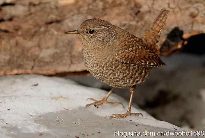 精灵般的小鹪鹩 精灵般的小鹪鹩