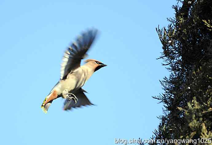 太平盛世赏太平