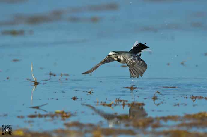 一组野鸭湖的小林鸟