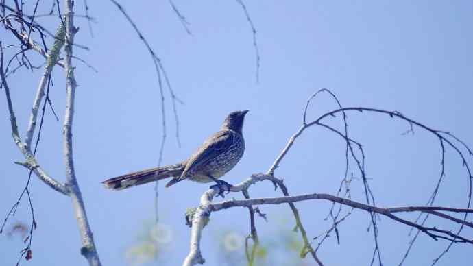 澳洲拍鸟鈥斺敶蚶α料啵1) 澳洲拍鸟鈥斺敶蚶α料啵1)