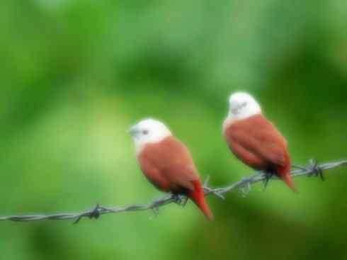 家禽驯化之源之十七