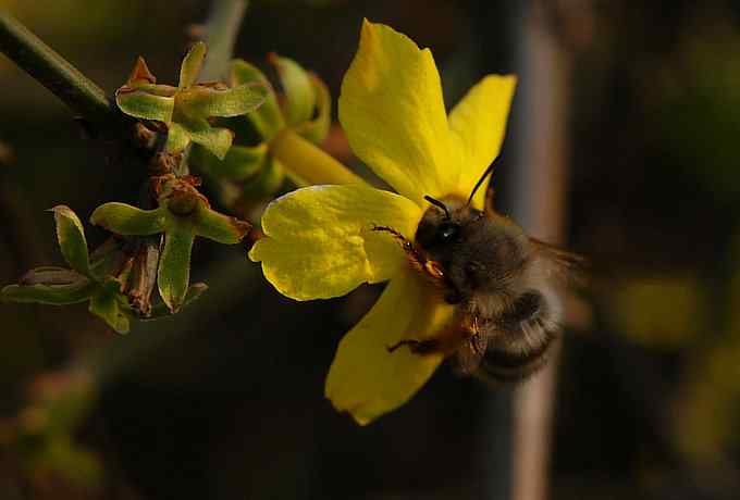 莲花池四月的花鸟