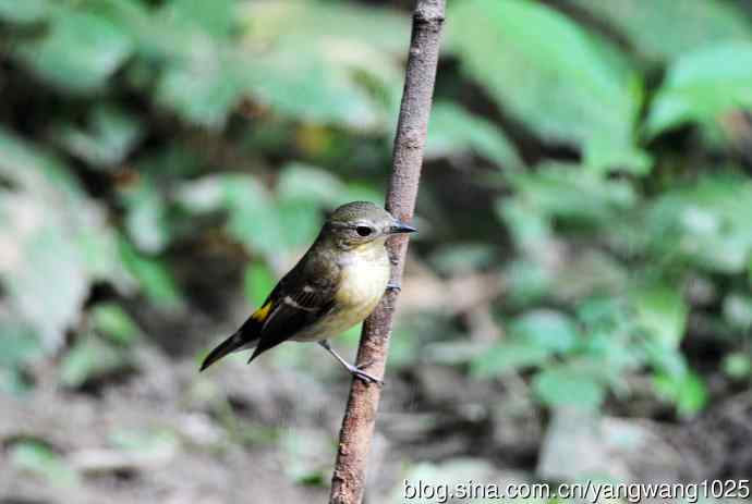 雌性白眉姬鹟(10) 雌性白眉姬鹟(10)