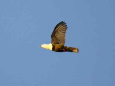 白头鸟系列：另类的美丽11（鸠鸽）