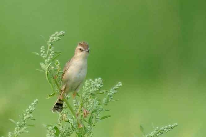 天坛公园寻鸟儿偶遇金翅雀