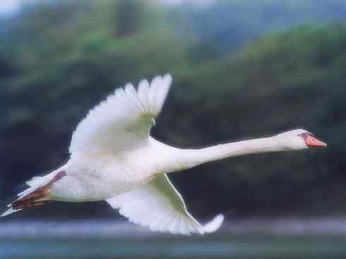 鸟类之最：漂泊信天翁