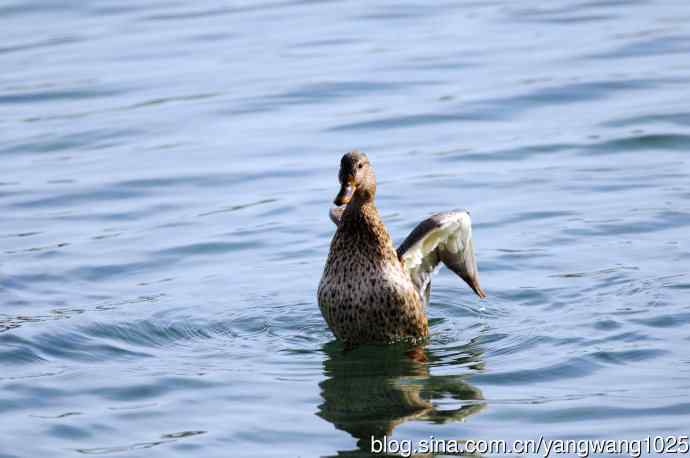 绿头鸭（2）
