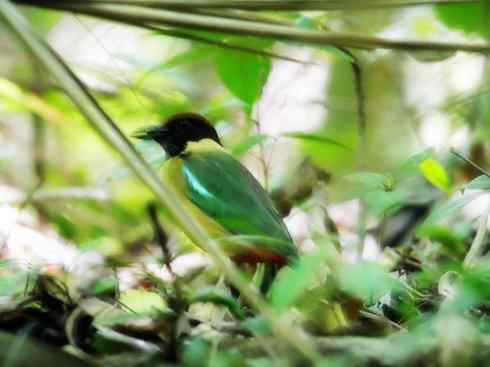 美丽无罪：雀鸟之八色鸫