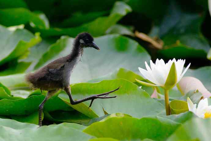 北漂的白胸苦恶鸟