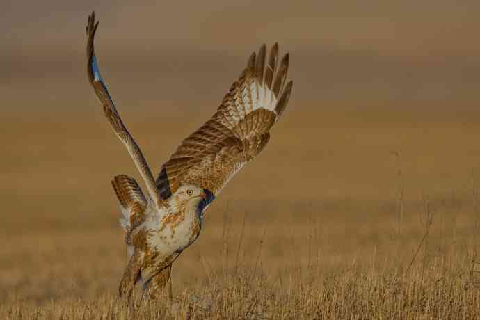 驹行千里追落日 wbr wbr醉美夕阳摄大雕