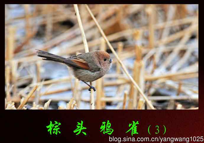 棕头鸦雀(3) 棕头鸦雀(3)