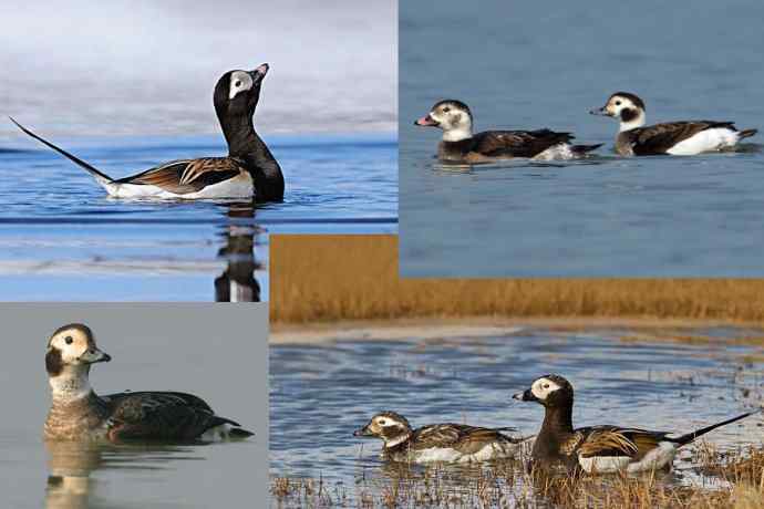 【新鸟】游白河 wbr初识长尾鸭 【新鸟】游白河 wbr初识长尾鸭