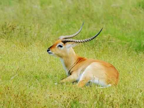 麒麟：传说的兽原型探秘（马羚）