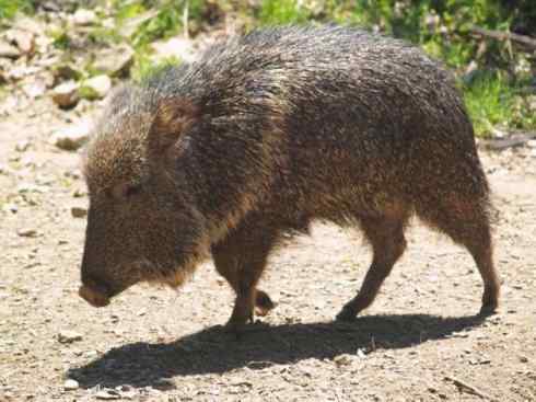 动物世界：山寨还是原创之四