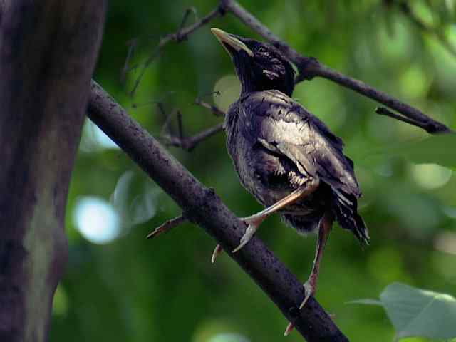晕~ wbr这都啥鸟儿啊 晕~ wbr这都啥鸟儿啊