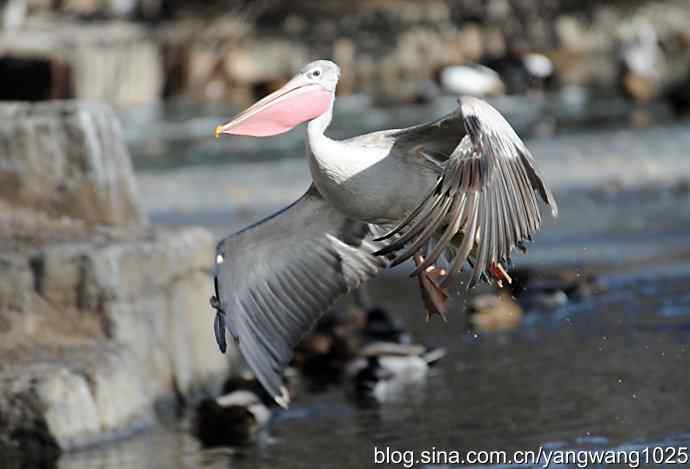 飞(鹈鹕)1 飞(鹈鹕)1