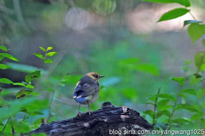 蓝歌鸲（亚成鸟）