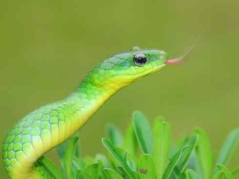 龙:传说的兽原型探秘(树蛇类) 龙:传说的兽原型探秘(树蛇类)