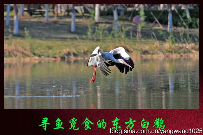 寻鱼觅食的东方白鹳 寻鱼觅食的东方白鹳