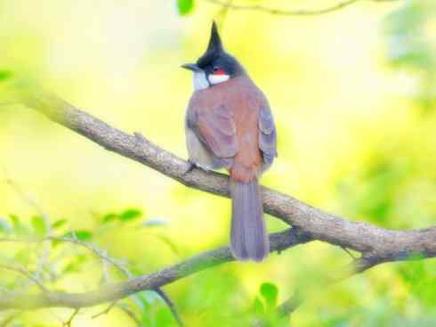 家禽驯化之源之三十（红耳鹎、领雀嘴鹎）