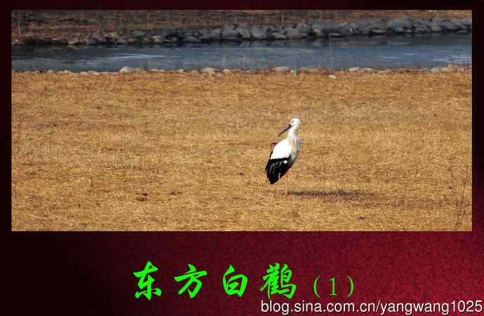 东方白鹳（1）
