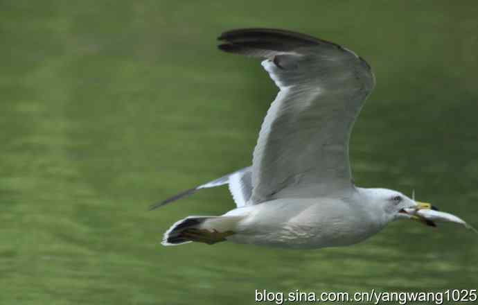 飞（海鸥） wbr1