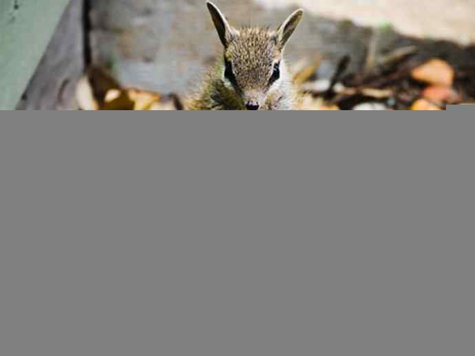盘点十二大著名食蚁动物：袋食蚁兽
