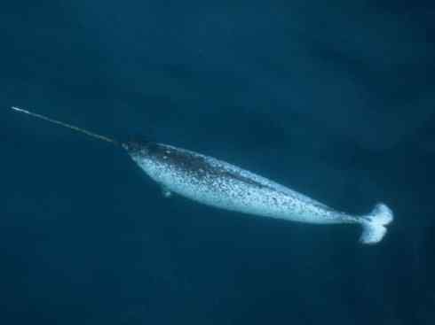 独角兽：传说的兽原型探秘（独角鲸）