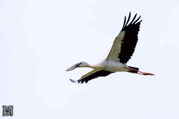 2006年首次发现的大鸟鈥斺斍祓