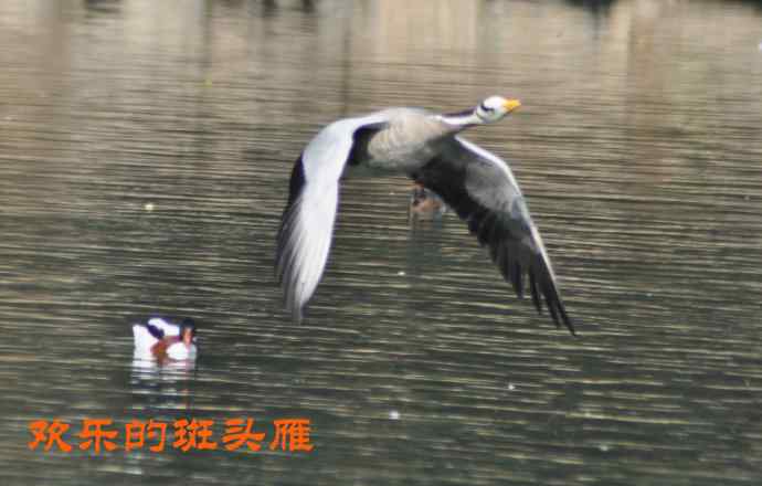 欢乐的斑头雁