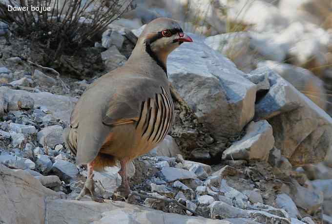 永定河湿地观鸟秋游