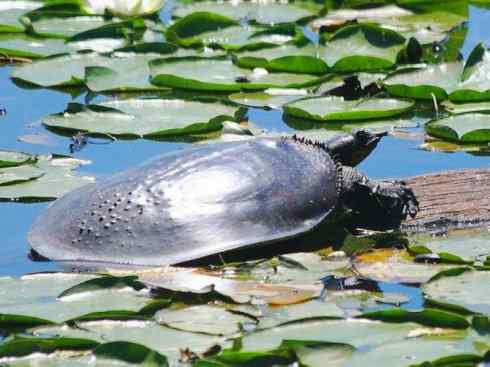玄武:传说的兽原型探秘(鳖) 玄武:传说的兽原型探秘(鳖)