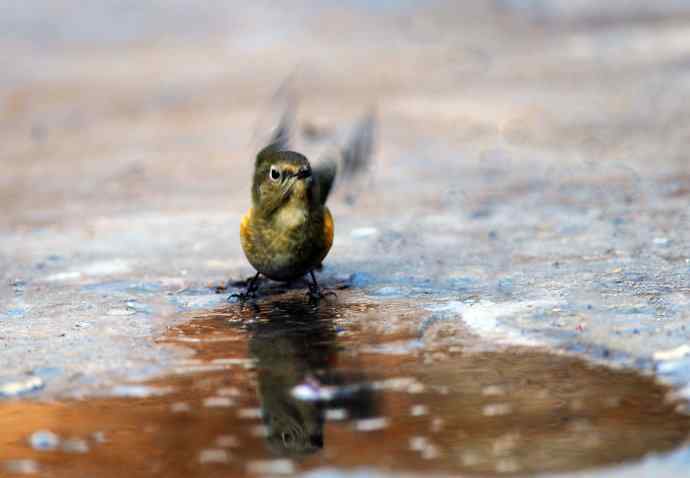 雌性红胁蓝尾鸲（20）