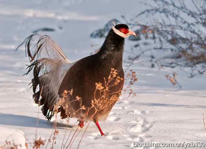闪亮登场&bull;褐马鸡&bull;国家一级（组图，20张图片）