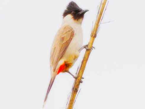 家禽驯化之源之三十（红耳鹎、领雀嘴鹎）