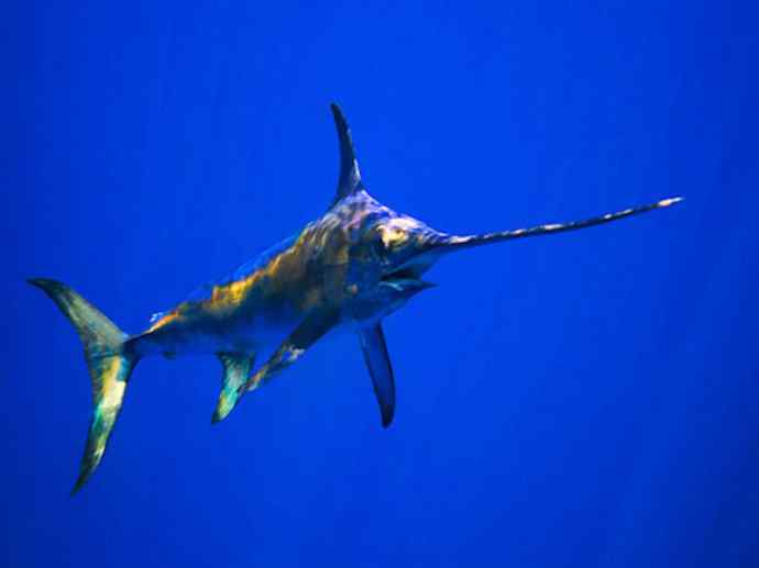 鱼类活化石：帆蜥鱼