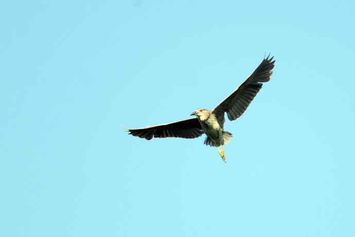 飞(夜鹭)62 飞(夜鹭)62