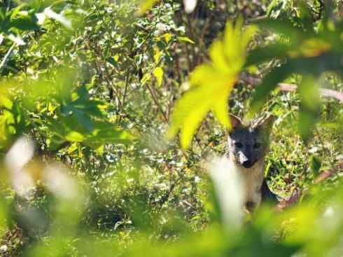 犬科：狐亚科伪狐属之高地狐、河狐、秘鲁狐