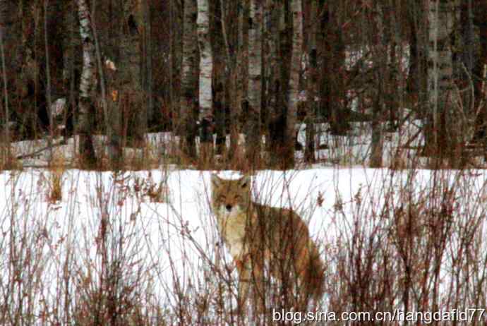 狐狸乎？郊狼乎？