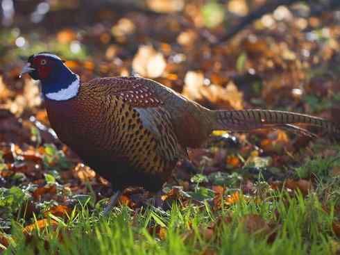凤凰：传说的鸟原型探秘（雉鸡）