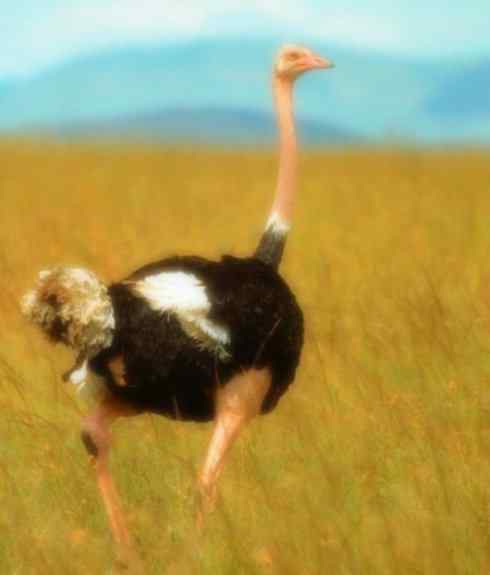 家禽驯化之源之十二 家禽驯化之源之十二