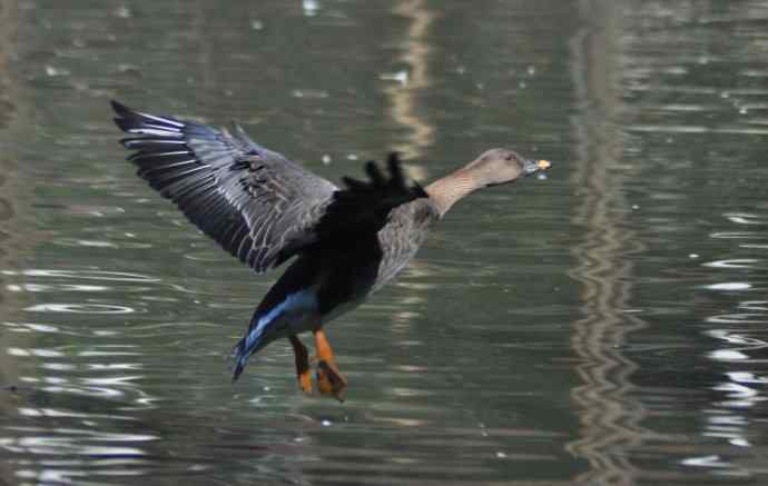 八月十六（杂片）